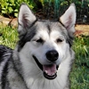 Kami