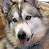 Tehya