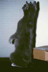 Gracie Sitting